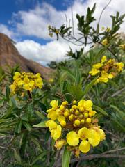 Acridocarpus natalitius natalitius