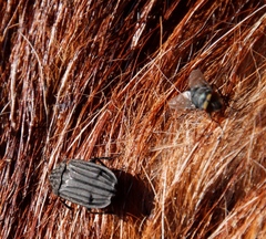 Chrysomya chloropyga