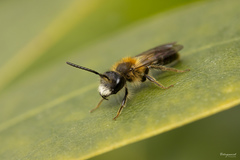 Andrena helvola