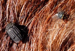 Chrysomya chloropyga