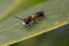 Andrena helvola