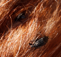 Phoberus