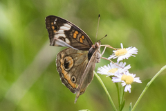 Junonia coenia coenia