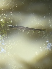 Centropomus undecimalis