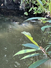 Centropomus undecimalis