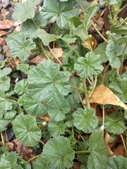Malva neglecta