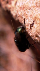 Chrysomya chloropyga