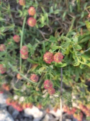 Euphorbia fragifera
