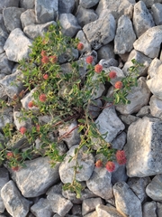 Euphorbia fragifera
