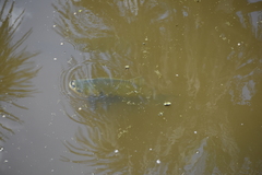 Colossoma macropomum