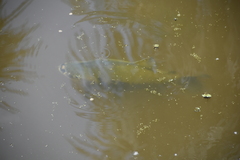 Colossoma macropomum