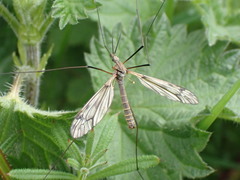 Tipula varipennis
