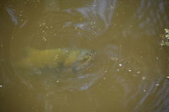 Colossoma macropomum