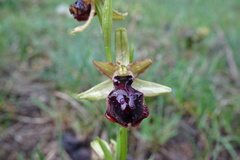 Ophrys sphegodes passionis