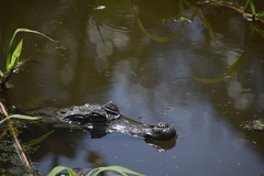 Caiman crocodilus crocodilus