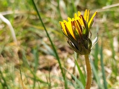 Taraxacum nordstedtii