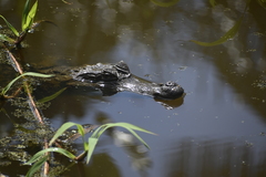 Caiman crocodilus crocodilus