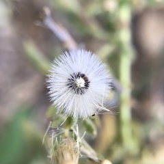 Pseudoconyza