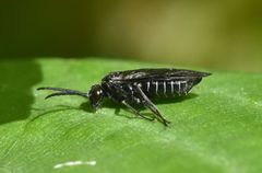 Empria