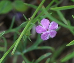 Phlox cuspidata
