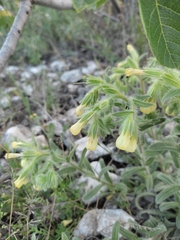 Onosma echioides