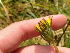 Taraxacum nordstedtii