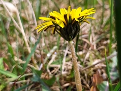 Taraxacum nordstedtii