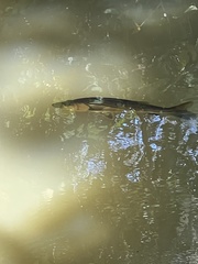 Centropomus undecimalis