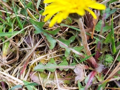 Taraxacum nordstedtii
