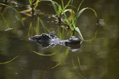 Caiman crocodilus crocodilus