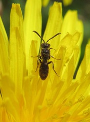 Nomada obtusifrons