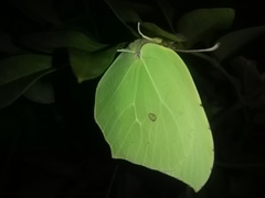 Gonepteryx cleopatra