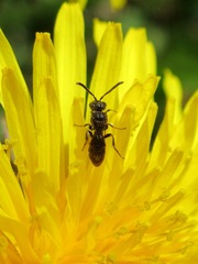 Nomada obtusifrons