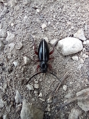 Dorcadion cinerarium