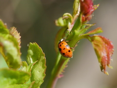 Harmonia axyridis