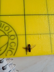 Dasysyrphus intrudens