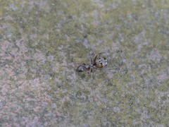 Formica