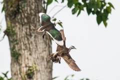 Nettapus coromandelianus