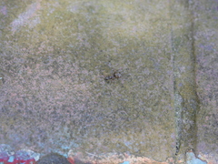 Formica