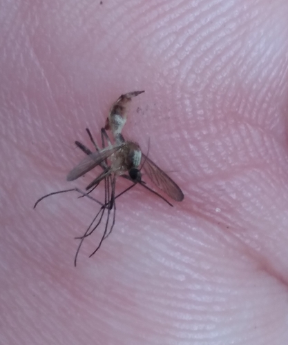 Aedes (Ochlerotatus) infirmatus image
