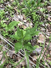 Hybanthus concolor