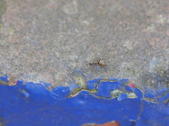 Formica