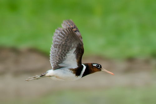 Greater Painted-Snipe