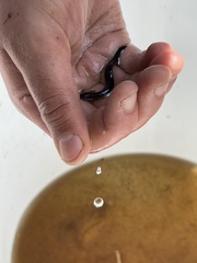 Siren lacertina