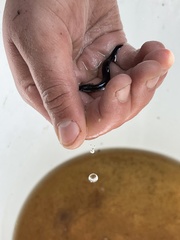 Siren lacertina