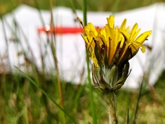 Taraxacum nordstedtii