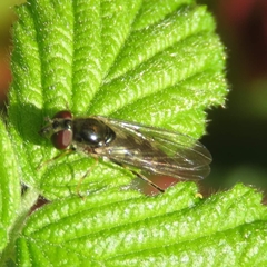 Platycheirus tarsalis