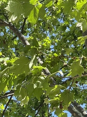Platanus
