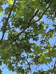 Platanus