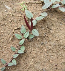 Brachystelma pulchellum